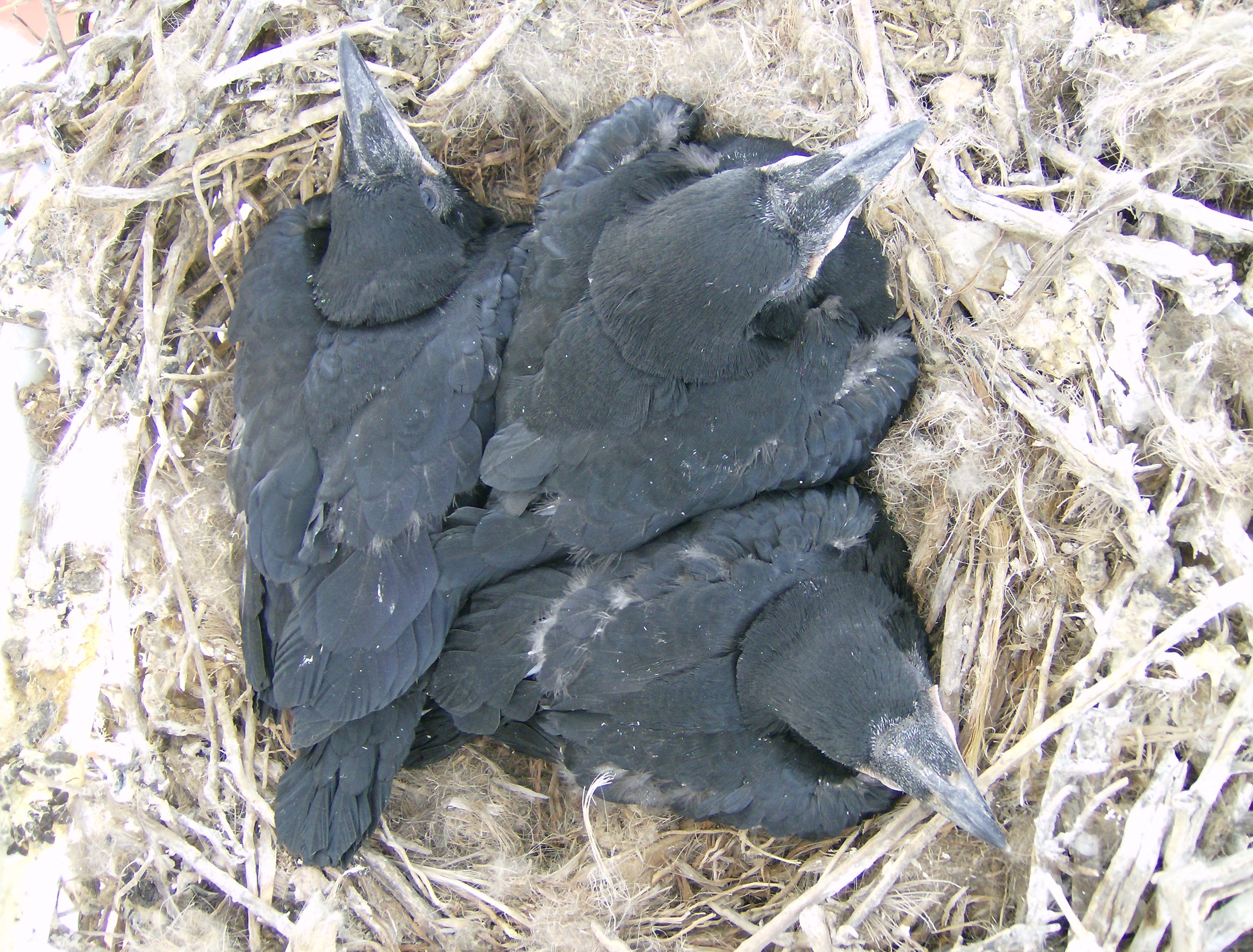 Crow babies