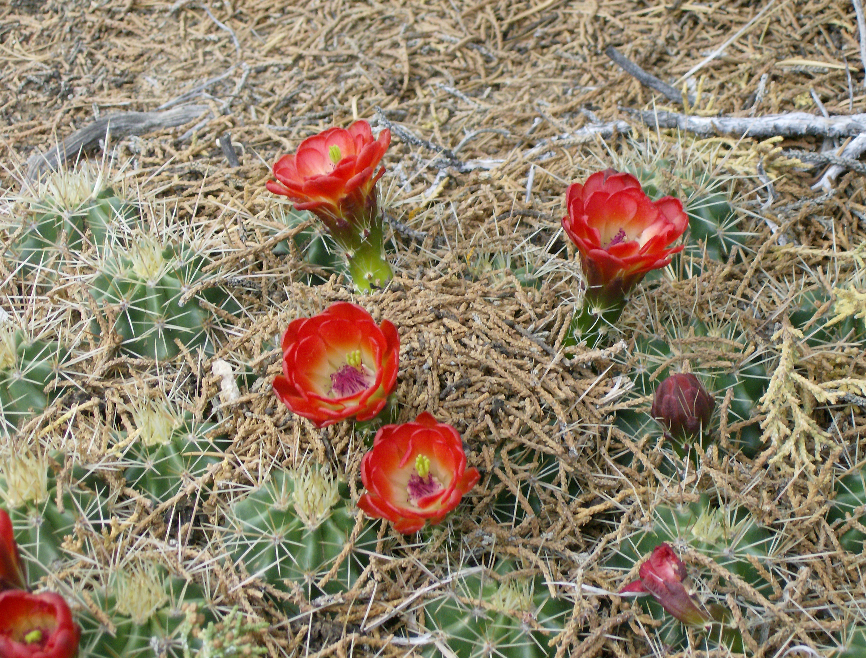 cactus blossoms